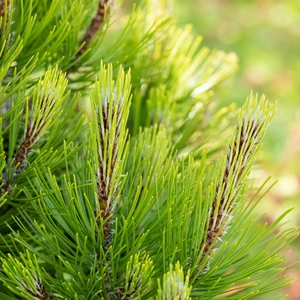 Pinus heldreichii 'Compact Gem'