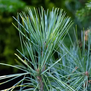 Pinus wallichiana 'Densa Hill' - image 1