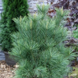 Pinus wallichiana 'Densa Hill' - image 2