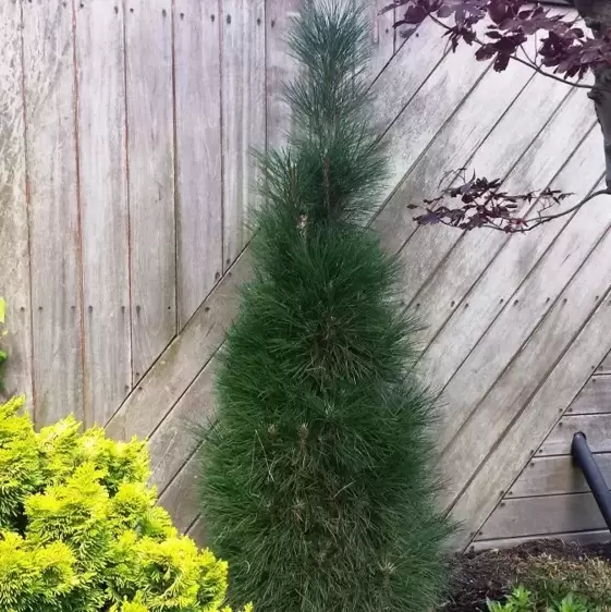 Pinus nigra 'Green Tower'