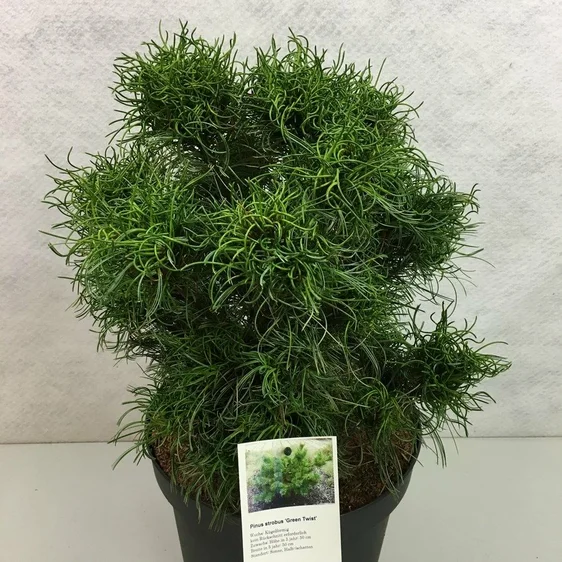 Pinus strobus 'Green Twist' 3.4L