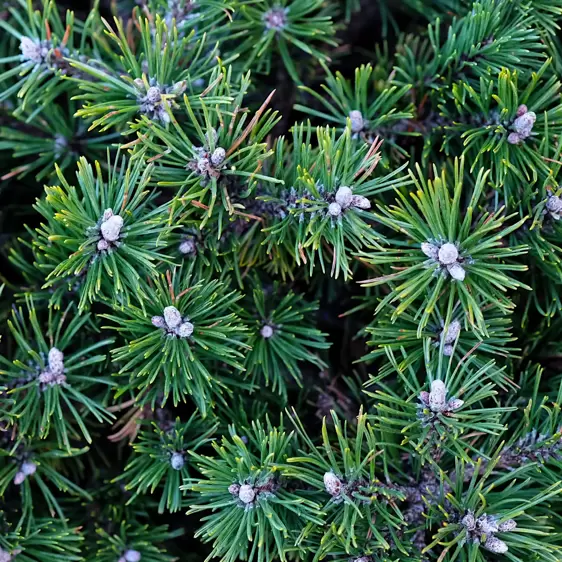 Pinus mugo 'Humpy' 2.3L