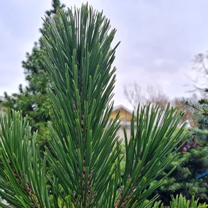 Pinus heldreichii 'Little Dracula' 2.3L