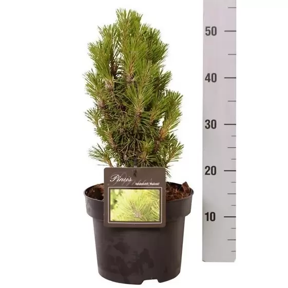 Pinus heldreichii 'Malink' 2.3L