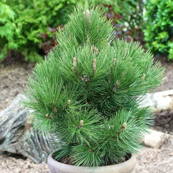 Pinus heldreichii 'Malink' 4.6L - image 1
