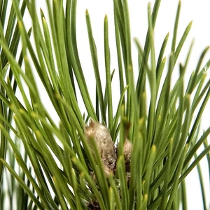 Pinus heldreichii 'Malink' 4.6L - image 2