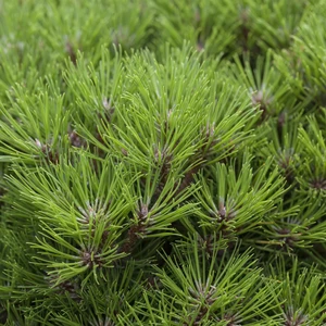 Pinus nigra 'Marie Bregeon' - image 2