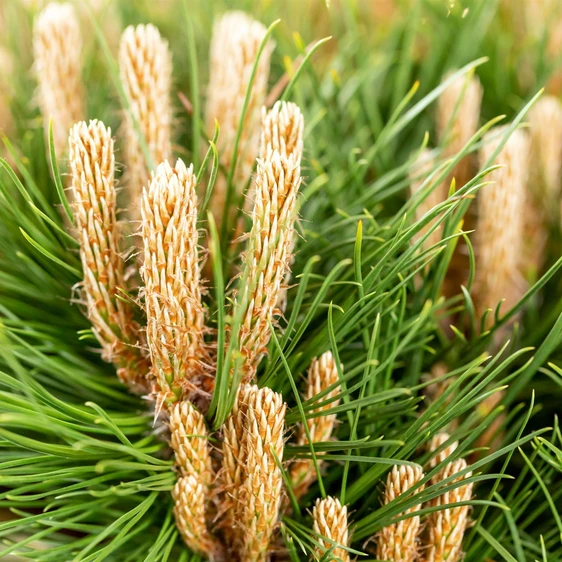 Pinus nigra 'Marie Bregeon' - image 1