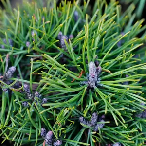 Pinus mugo 'Mops' 2.3L - image 2
