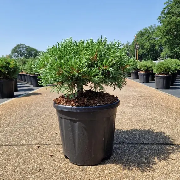 Pinus parviflora 'Linda'