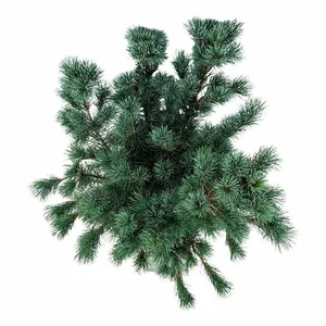Pinus parviflora 'Negishi' 2.3L - image 3