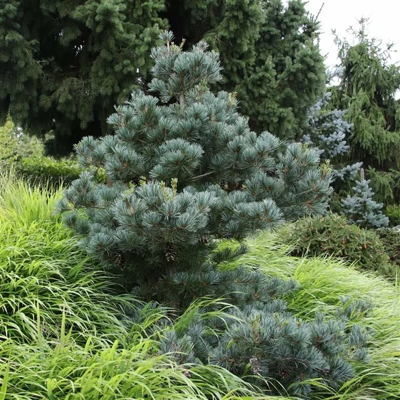 Pinus parviflora 'Negishi' 2.3L - image 2