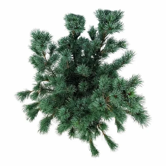 Pinus parviflora 'Negishi' 18L Standard - image 1