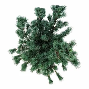 Pinus parviflora 'Negishi' 18L Standard - image 1