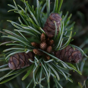 Pinus parviflora 'Negishi' 18L Standard - image 2