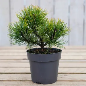 Pinus mugo 'Ophir' 2.3L - image 2