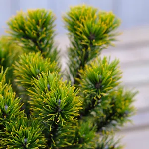 Pinus mugo 'Ophir' 2.3L - image 1
