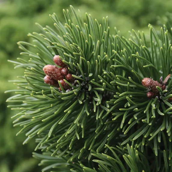 Pinus mugo 'Picobello' 8L - image 2