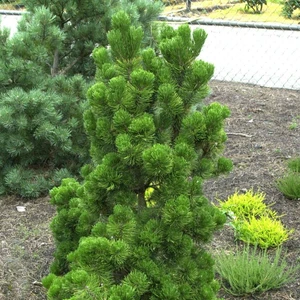 Pinus mugo 'Picobello' 8L - image 3