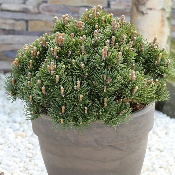Pinus mugo 'Picobello' 8L - image 1