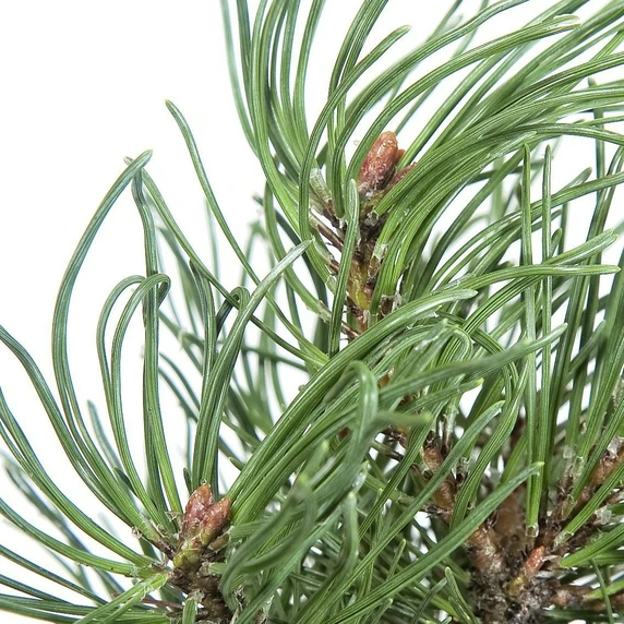 Pinus mugo 'Pumuckel' - image 3