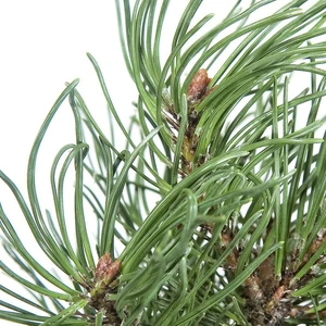 Pinus mugo 'Pumuckel' - image 3