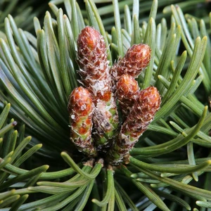 Pinus mugo 'Pumuckel' - image 2