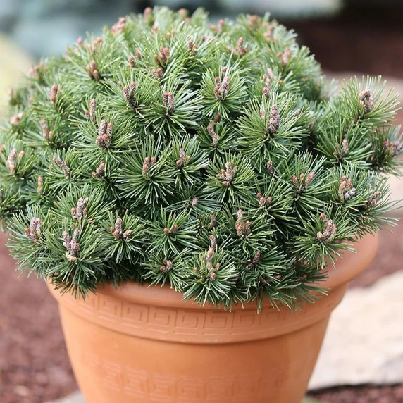 Pinus mugo 'Pumuckel' - image 1