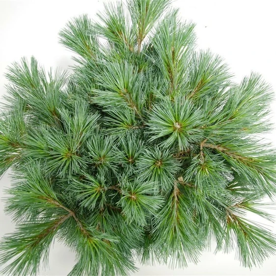 Pinus strobus 'Secrest'