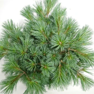 Pinus strobus 'Secrest'