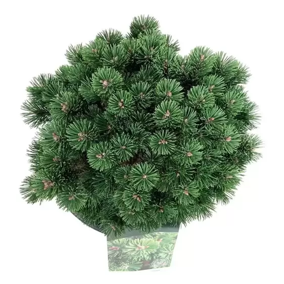 Pinus mugo 'Sherwood Compact' 6L