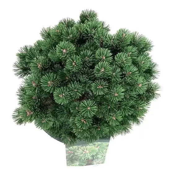 Pinus mugo 'Sherwood Compact' 8L - image 2