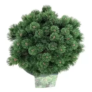 Pinus mugo 'Sherwood Compact' 2.3L