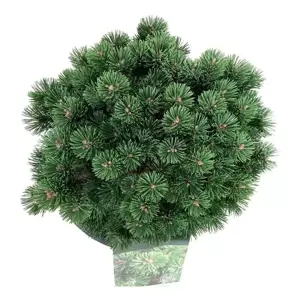 Pinus mugo 'Sherwood Compact' 8L - image 2