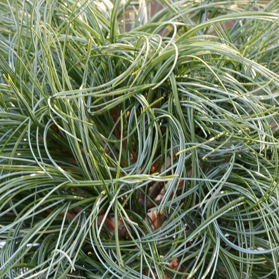 Pinus strobus 'Squiggles'