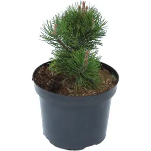 Pinus mugo 'Sunshine'