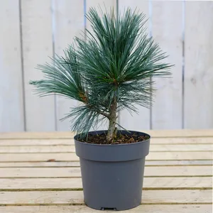 Pinus flexilis 'Vanderwolf's Pyramid' - image 2