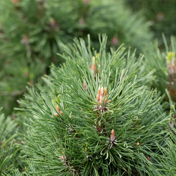 Pinus mugo 'Varella' 2.3L
