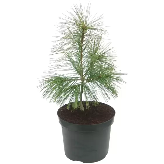 Pinus x schwerinii 'Wiethorst' 3.4L