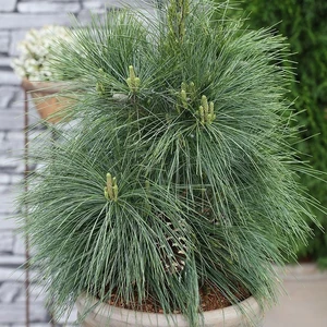 Pinus x schwerinii 'Wiethorst' 6L