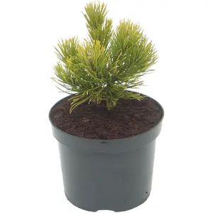 Pinus mugo 'Wintergold' 4.6L