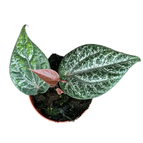 Piper crocatum 9cm - image 3