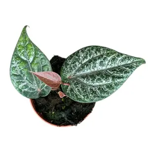 Piper crocatum 9cm - image 3