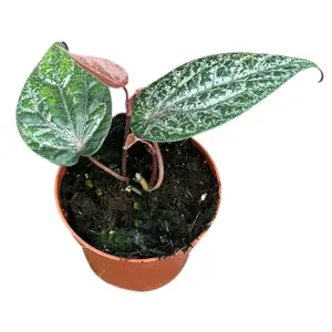 Piper crocatum 9cm - image 2