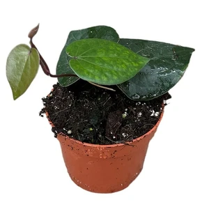 Piper 'Indonesian Green' - image 2