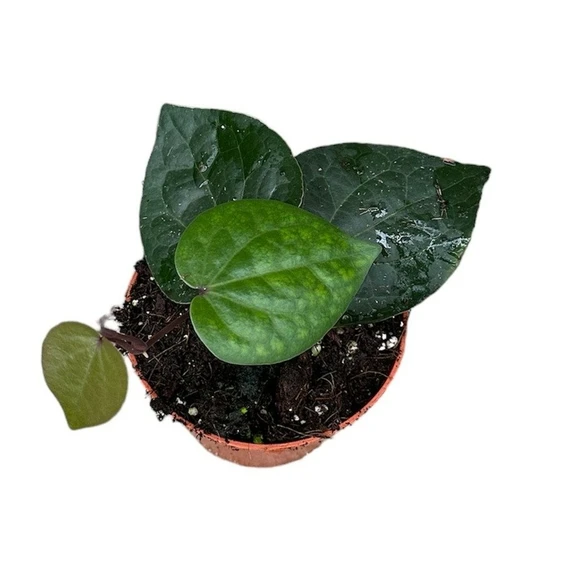 Piper 'Indonesian Green' - image 1