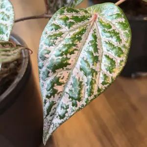 Piper ornatum 10.5cm - image 1