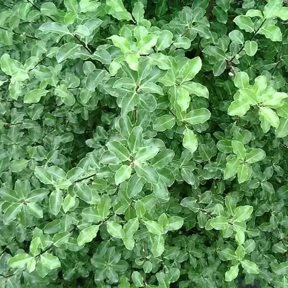 Pittosporum tenuifolium 'Arundel Green'