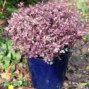 Pittosporum tenuifolium 'Bannow Bay' 2L - image 6