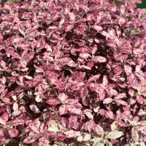 Picture - Plantipp BV